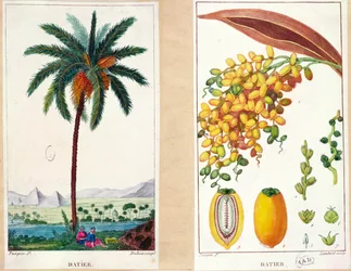 Dadelboom en fruit, begin negentiende eeuw